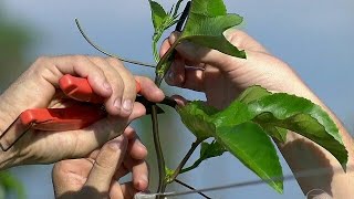 2° PODA DO MARACUJÁ TENHA MAIS FRUTO COM ESSA DICA [upl. by Airehs]