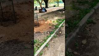 Lalbagh Botanical Garden Part 26  Couple Spot shorts [upl. by Hayton]