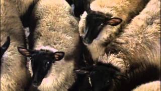 Animal Farm film 1999 [upl. by Housen]