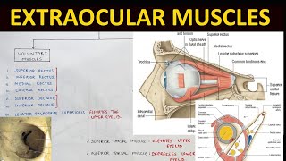 Extraocular Muscles Anatomy 12  Head amp Neck Anatomy [upl. by Lura]