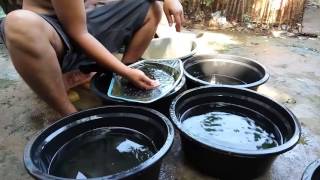 Ikan cupang bagan aduan  Betta fish fighter [upl. by Anilef]