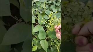 GARDEN TOUR organic turmeric gardening wildturmeric garden beauty homegarden homegardening [upl. by Queen]