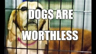 Dogs Are Worthless live stream [upl. by Negaem]