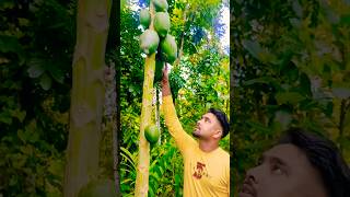 See how many papayas grow on a dead papaya tree in the garden garden shorts reels short video [upl. by Caryl437]