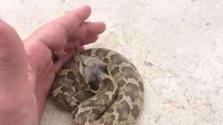 Eastern hognose snake Heterodon platirhinos [upl. by Knobloch]