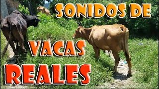 sonidos de vacas  sonidos de animales de granja AudiStreet [upl. by Airaet]