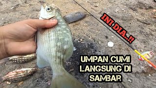 Mancing dengan umpan cumi dipinggiran langsung disambar ikan lezat [upl. by Xonk39]