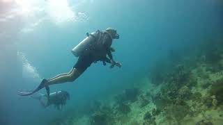 Bayahibe Diving El Penol 1 [upl. by Bernadine]