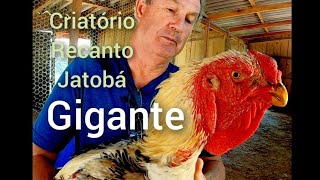 Criatório de índio gigante um dos melhores da região [upl. by Valencia]