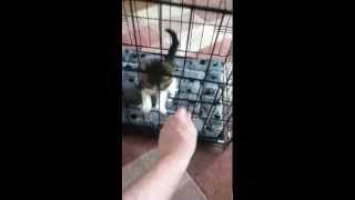 Kitten escapes new cage with ease [upl. by Loferski]