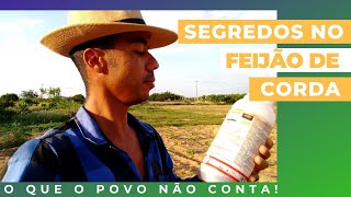 4 Segredos no Cultivo de Feijão de Corda em Área de Sequeiro  Aprenda [upl. by Ydisahc]