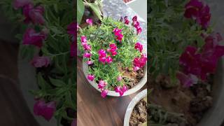 Antirrhinum Pink Snapdragon Flower💖🥰 shorts gulabisadi newsong trending song short shots [upl. by Inobe519]