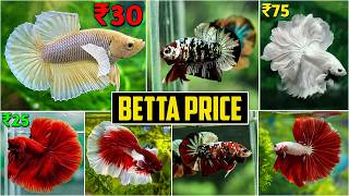 Betta Fish Stock And Price  fighter fish  SD Fish Farm [upl. by Michaud14]