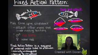 Fixed Action Patterns amp Supernormal Stimuli [upl. by Hesoj]