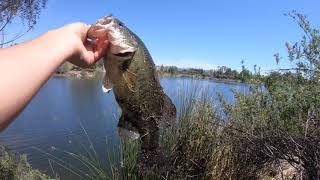 Sight fishing for bass on almaden lake [upl. by Goober281]