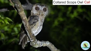 Collared Scops Owl Call  Scops Owl  Collared Scops Owl  BIRD Call । 2021 Wildlife Photography [upl. by Genevieve]