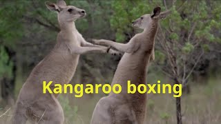 Kangaroo boxing [upl. by Schilling]