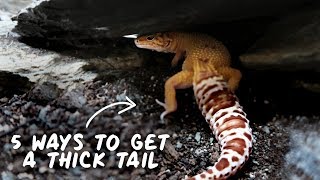 Fat Tail Gecko Growth Video Aberrant White Out Morph [upl. by Leuneb]