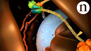 RNA interference RNAi by Nature Video [upl. by Zaragoza]