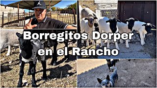 CRIANZA DE BORREGUITOS DORPER EN EL RANCHO  HIDALGO  LES PRESENTO ESTOS ANIMALITOS🐑 Fer ROJAS [upl. by Clari]