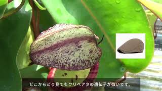 絶滅危惧種を親に持つ〔食虫植物〕クリペアタ×ベントリコサ（Nepenthes clipeata × ventricosa）ウツボカズラ ネペンテス交配種 [upl. by Aikemet]