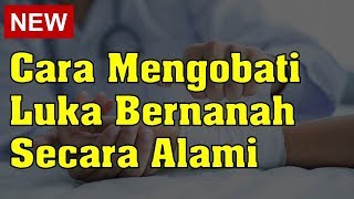 Cara Mengobati Luka Bernanah Secara Alami [upl. by Thgiwd]