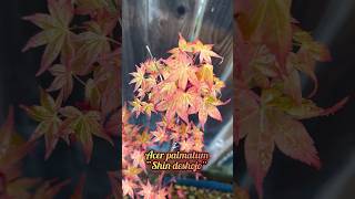 Acer palmatum “Shin deshojo” … japanesemaple acerpalmatum tree plant maple garden mapleleaf [upl. by Yr273]