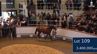 Son of Galileo sells for 34 million Guineas [upl. by Bandler]