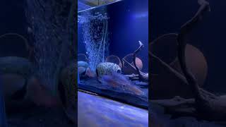 Lab cichlid fish tank Aquarium trending fishing [upl. by Raseda]