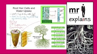 uptake of water And Minerals By plants  Class 11 Biology [upl. by Ketti]