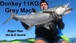 Donkey 11kg Record size Mackerel Spearing the Keppels Part 2 [upl. by Idola743]