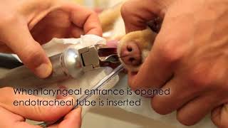 Endotracheal Intubation Emergency Medicine In Small Animal Practice [upl. by Evanne799]