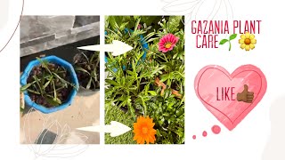 Gazania plant winter care🌹😋 how to get many blooms in gazania🌹😍💚 [upl. by Noj963]