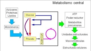 Metabolismo microbiano 02 Introducción Metabolismo central [upl. by Gould509]