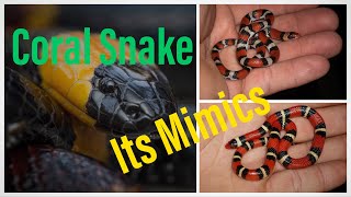 How to Tell the Difference Between the Coral Snake and its Mimics [upl. by Eido]