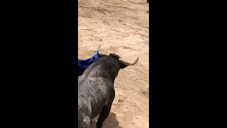 ¿EL TORO MÁS RÁPIDO DEL MUNDO SHORTS [upl. by Artie]