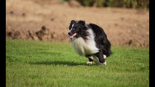 Sheltie Lynn  Agility training [upl. by Aihsila]