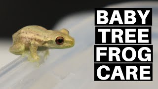 Baby Tree Frog Care Guide And Setup  Benjamins Exotics [upl. by Cynthy]