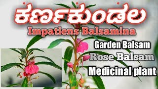 ಕರ್ಣಕುಂಡಲ Impatiens Balsamina Garden Balsam Rose Balsam [upl. by Teplica516]