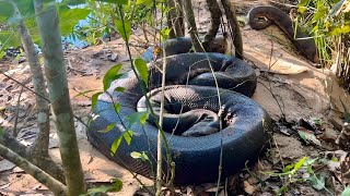 ENCONTRAMOS A MAIOR SUCURI DO BRASIL CAÇADORES DE ANACONDAS  EPISÓDIO 1 [upl. by Pauiie479]