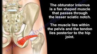 Anatomy Of The Obturator Internus Muscle  Everything You Need To Know  Dr Nabil Ebraheim [upl. by Drus]