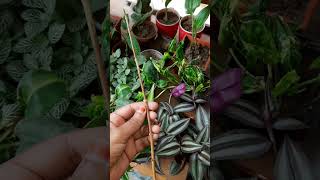 Grow Allamanda plant from cuttingsplants allamanda cuttingskills propagation viralshort viral [upl. by Kristofer]