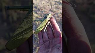 They come and go 🙂‍↔️grasshopper bug locus locusts big giant colorful bigbug nature catch [upl. by Oicirtap]