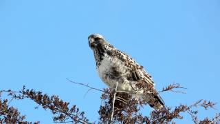 Roughlegged Hawk Roughlegged Buzzard  Buteo lagopus  HD [upl. by Gahl]