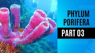 Classification of sponges  phylm porifera [upl. by Skurnik416]