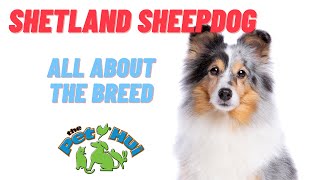 All About Dog Breed Shetland Sheepdog [upl. by Jakie]