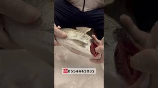 Levrek balıq fish fishing levrek seafood dorado food carpfishing balık [upl. by Chak298]