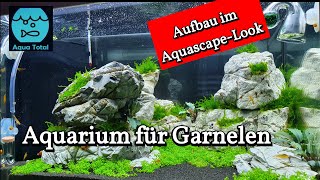 Garnelenbecken im AquascapeStyle  Einrichtung und Aufbau des Nanoaquariums [upl. by Enimassej]