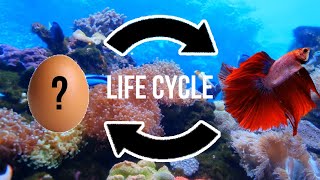 Life Cycle of Betta Fish SUMMARY of Betta Fish FULL Life Cycle [upl. by Ihcalam763]