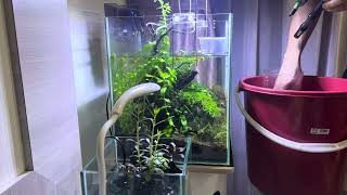 Cinematic  Weekly maintenance Plant trimming for 29cm Cube Planted Aquarium aquarium aquascape [upl. by Ameehsat]